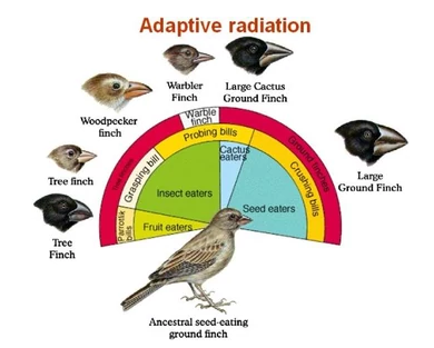 Adaptive Radiation – W3schools